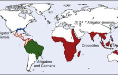 Alligator And Crocodile Attacks Anesthesia Key