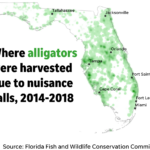 Alligator Attacks Rare In Florida But Nuisance Gator Numbers On Rise