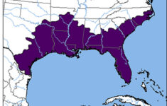 american alligator encyclopedia of arkansas American Alligator Encyclopedia Of Arkansas