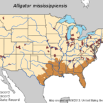 American Alligator Range Collection Sites Doesn T Seem To Include