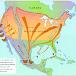 Butterfly Migration Patterns Google Search Monarch Butterfly