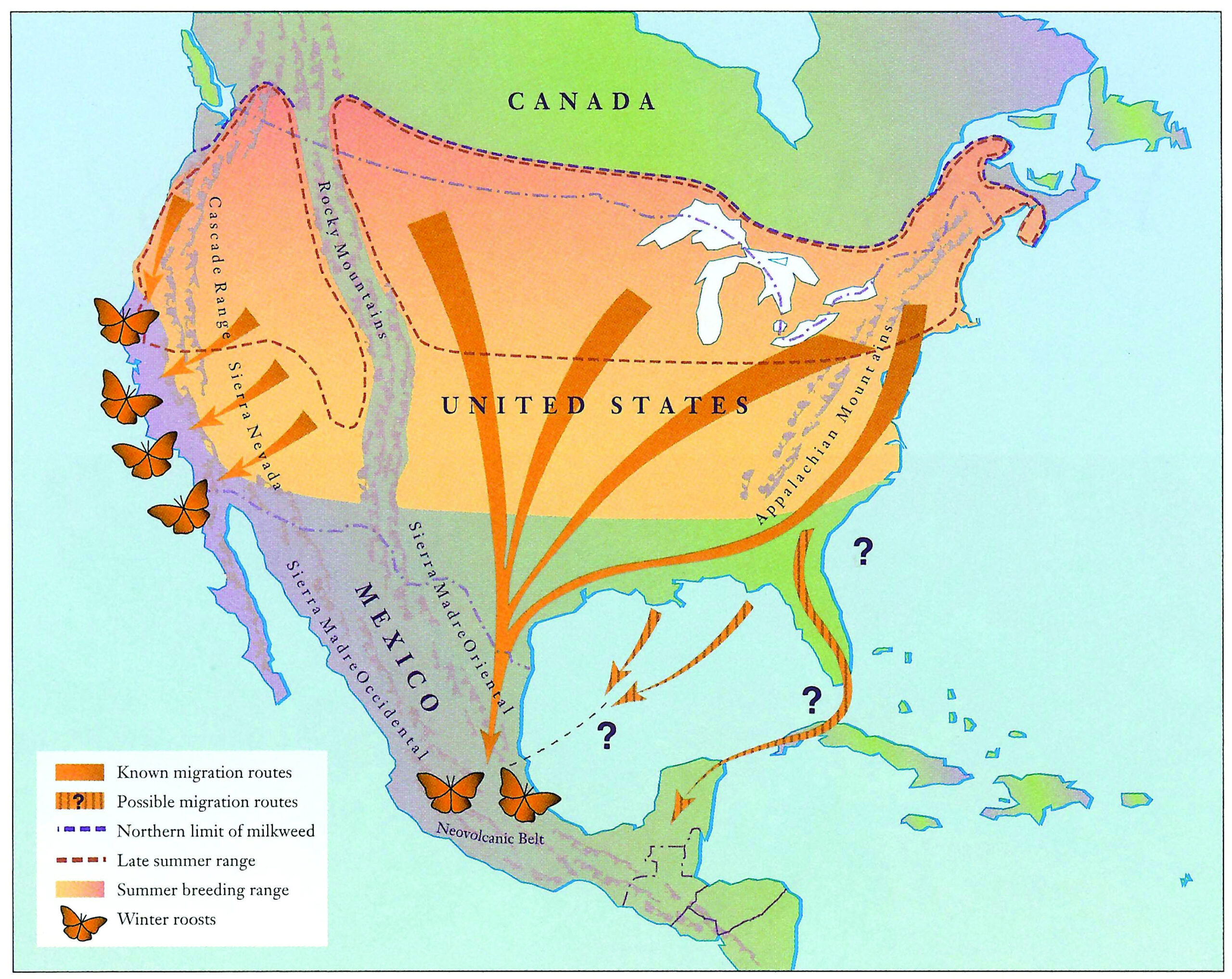 Butterfly Migration Patterns Google Search Monarch Butterfly 