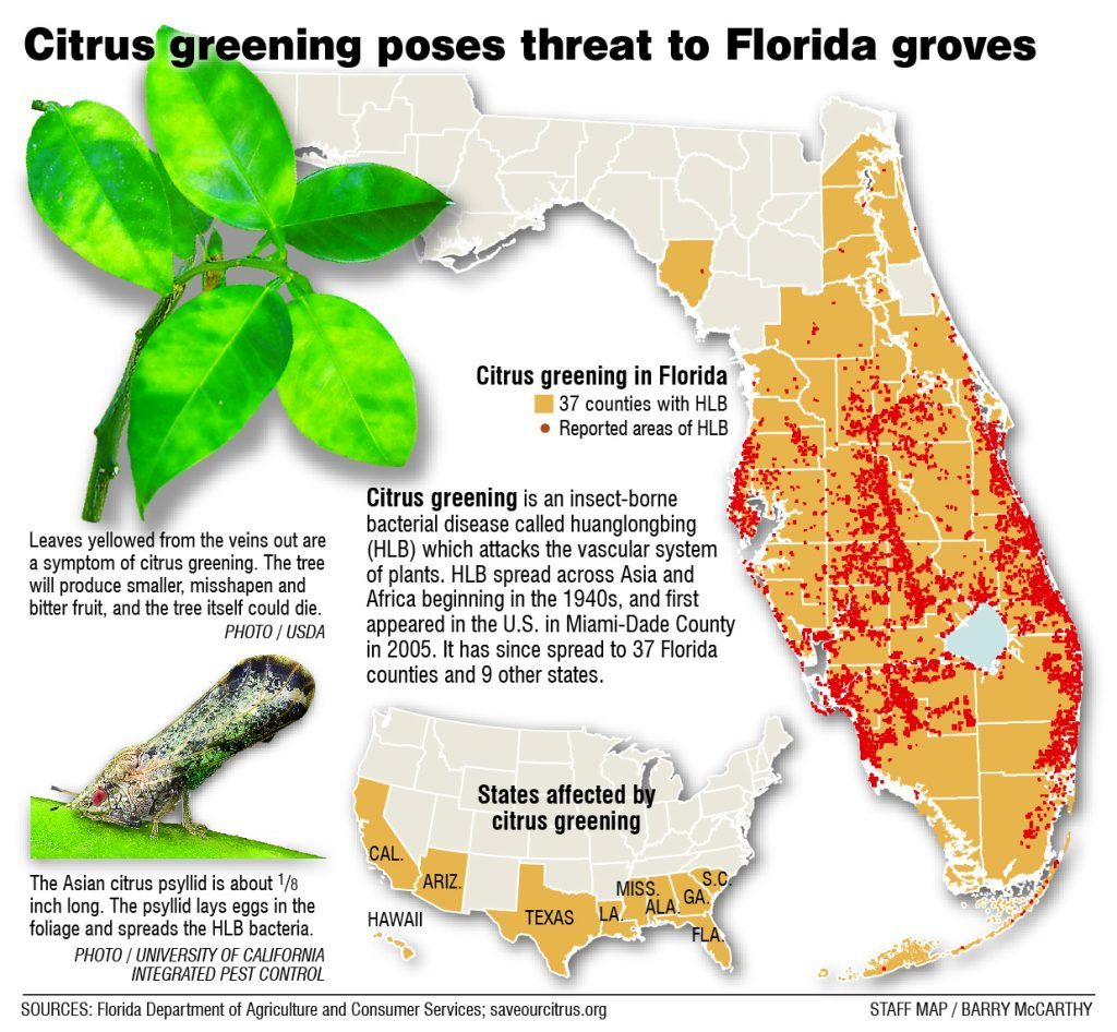 Citrus Greening Florida s Bittersweet Harvest Extra Florida Orange 