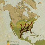 Cool Graphic Map Showing The Migration Routes Of Monarch Butterflies