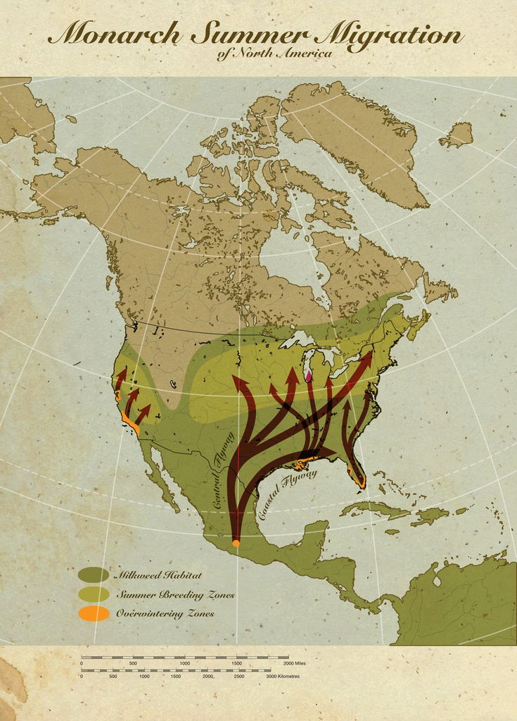 Cool Graphic Map Showing The Migration Routes Of Monarch Butterflies 