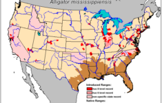 Damn Arbor Alligators Of Michigan