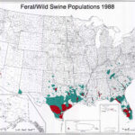 Feral Hogs In The United States
