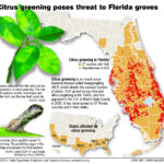 Florida Orange Groves Map Printable Maps