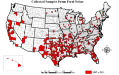 florida wild hog population map printable maps 2 Florida Wild Hog Population Map Printable Maps