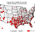 Florida Wild Hog Population Map Printable Maps