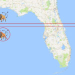 Map Of Where The Tauros Cut Off Is In Florida Pokemonger Florida