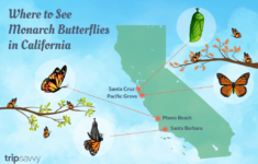 Monarch Butterfly Migration Map California Printable Maps