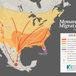 Monarch Butterfly Migration Map California Printable Maps