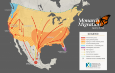 Monarch Butterfly Migration Map California Printable Maps
