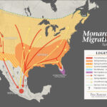 Monarch Butterfly Migration Map Xerxes Tallahassee Community Blogs