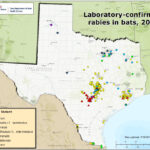 Mountain Lions In Texas Map Printable Maps