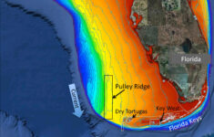 scientists explore remote healthy reef in gulf similar to florida keys Scientists Explore Remote Healthy Reef In Gulf Similar To Florida Keys