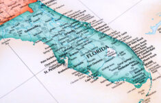 Ultimate Guide To Florida Alligators Facts About Gators In Florida