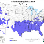 USDA APHIS History Of Feral Swine In The Americas