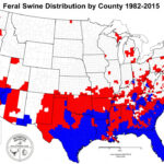 Usda Aphis History Of Feral Swine In The Americas Florida Wild Hog