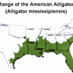 Where Do Alligators Live